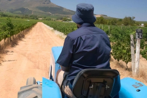 Z Kapsztadu: traktor po winnicach Stellenbosch z przewodnikiem