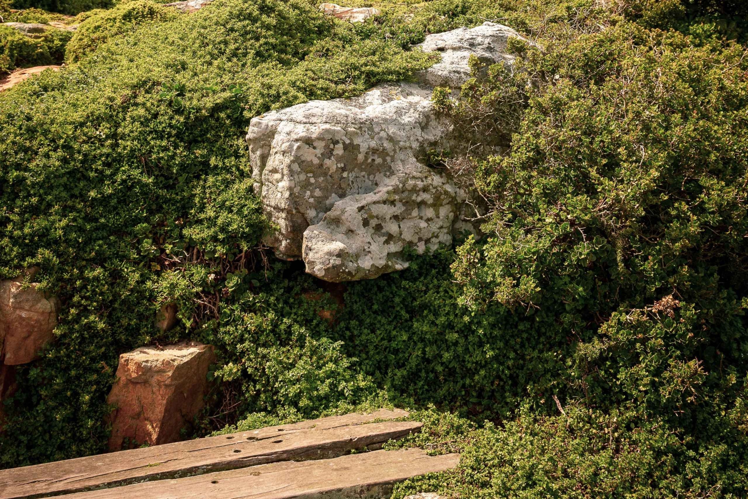 Из Кейптауна: тур по Столовой горе и мысу Доброй Надежды