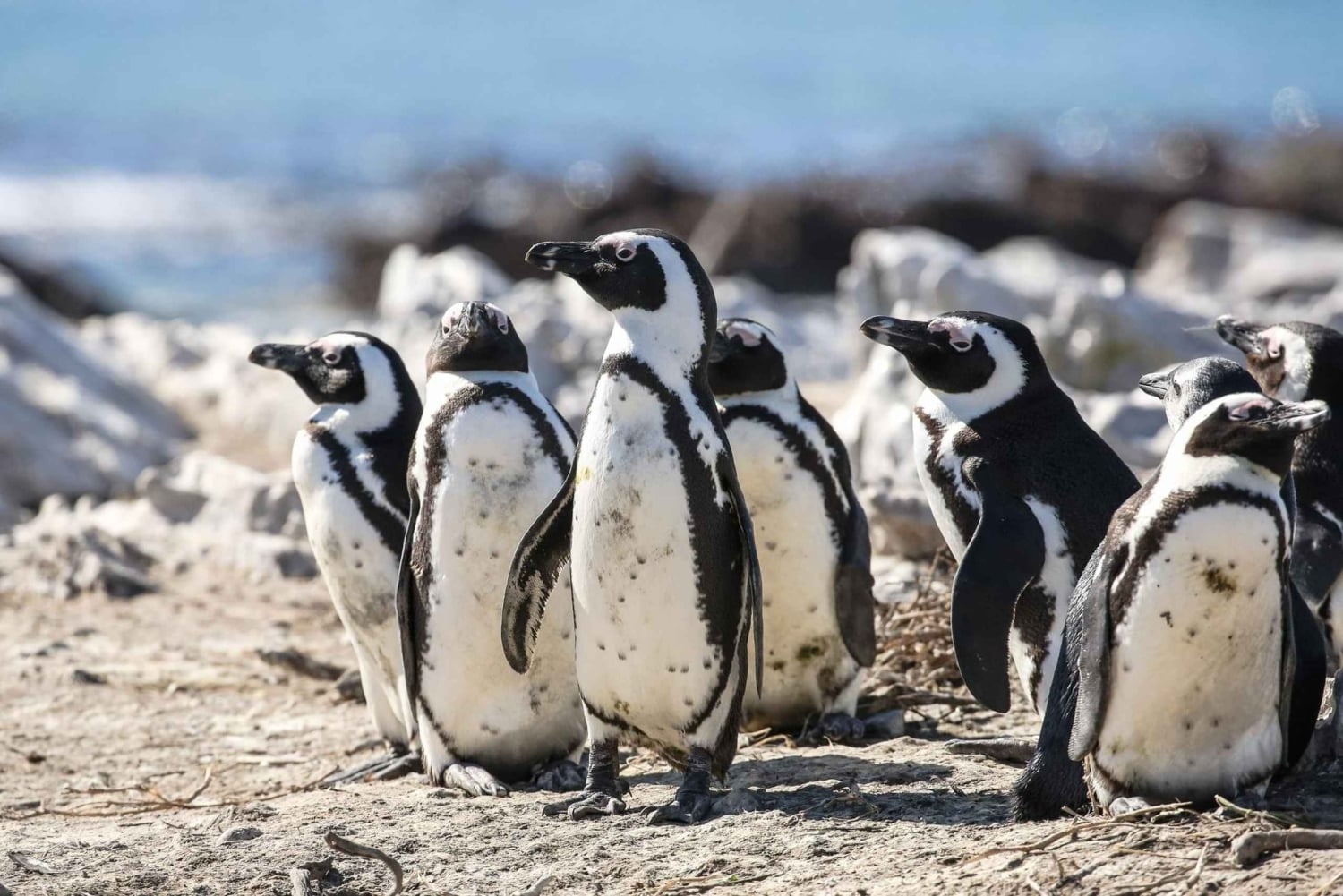 Desde Ciudad del Cabo: tour de la ciudad de Table Mountain y la playa de Boulders