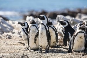 From Cape Town: Table Mountain City tour and Boulders Beach