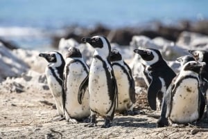 Desde Ciudad del Cabo: tour de la ciudad de Table Mountain y la playa de Boulders