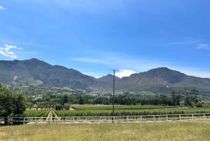 Desde Ciudad del Cabo: tour de la ciudad de Table Mountain y la playa de Boulders