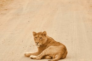 Da Città del Capo al Kruger: Tour Safari del Parco Kruger di 3 giorni