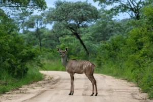 Da Città del Capo al Kruger: Tour Safari del Parco Kruger di 3 giorni