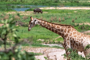 Da Città del Capo al Kruger: Tour Safari del Parco Kruger di 3 giorni