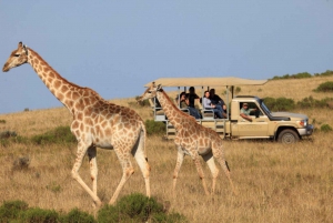 Vanuit Kaapstad: 2-daagse wildlife en 4x4 safari-ervaring