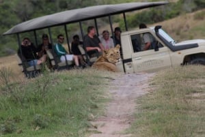 From Cape Town: 2-Day Wildlife and 4x4 Safari Experience