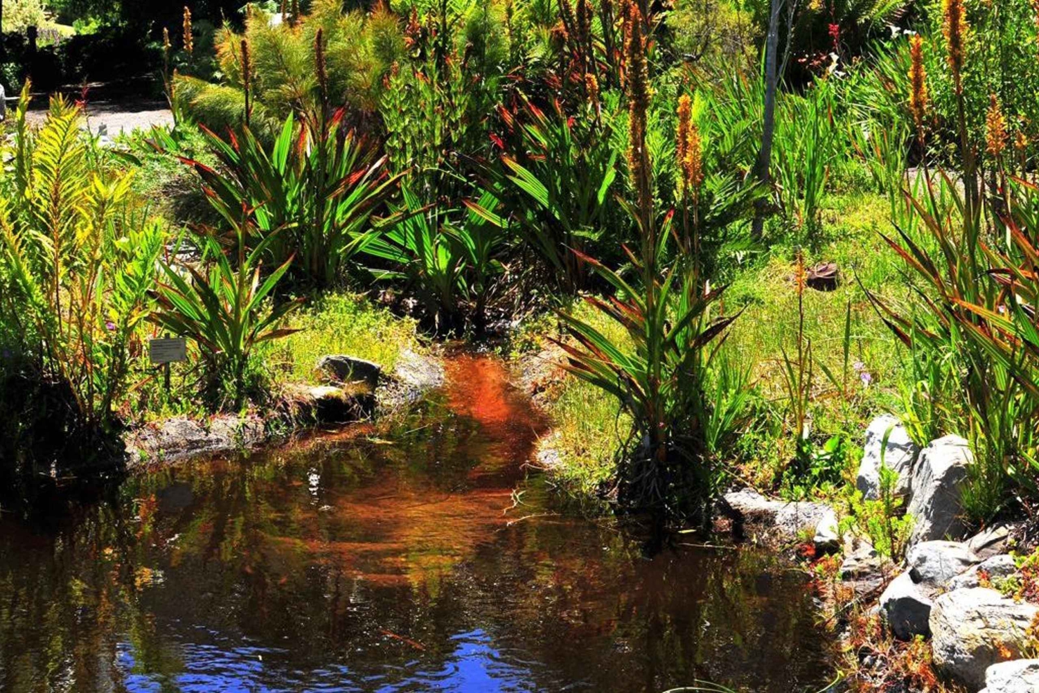 Da Cidade do Cabo: Excursão de observação de baleias em Hermanus e Gansbaai