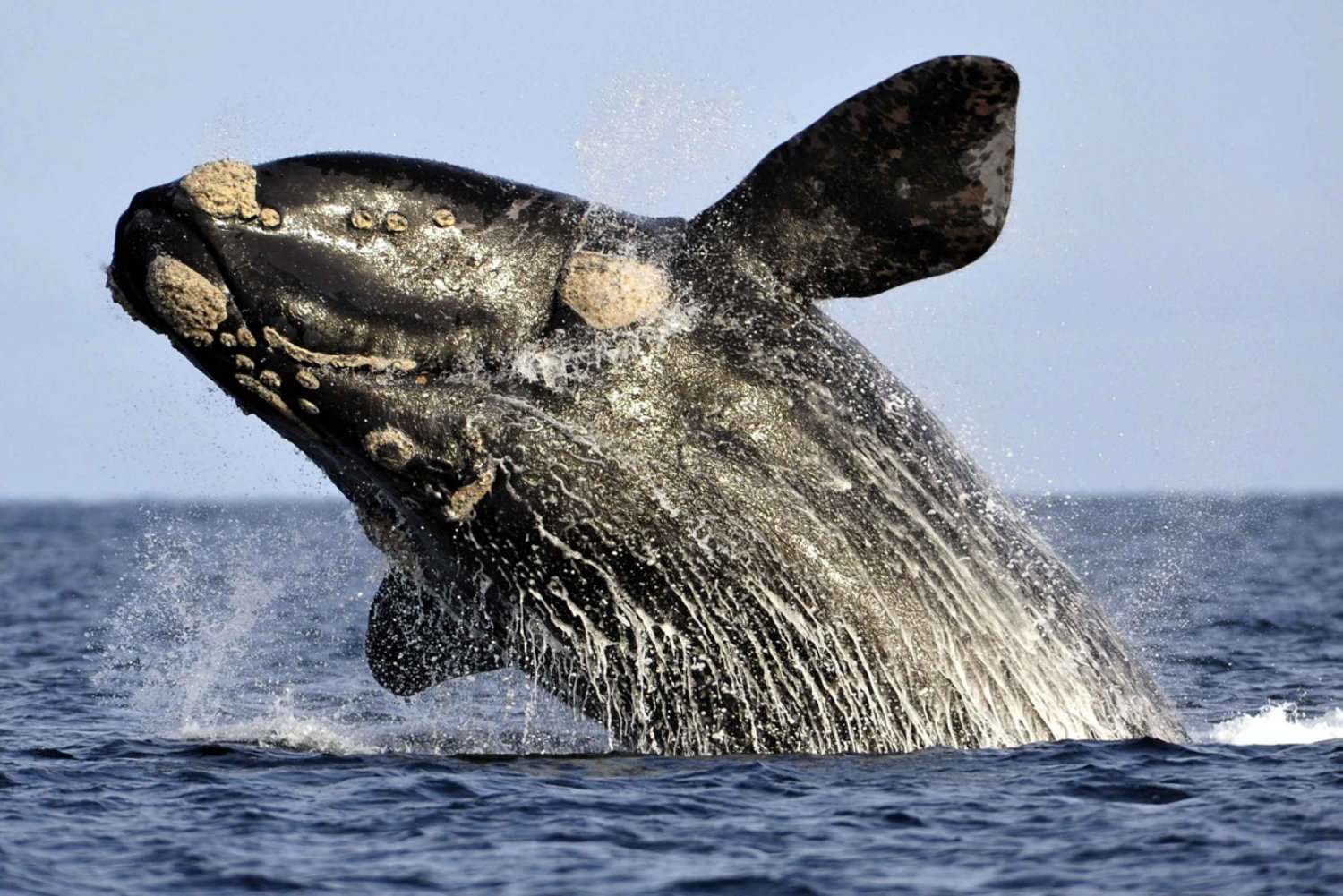 From Cape Town: Whale Watching Tour in Hermanus and Gansbaai