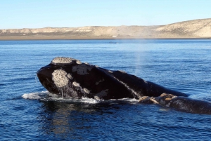 Depuis Le Cap : excursion d'observation des baleines à Hermanus et Gansbaai
