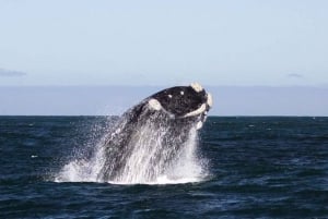 Da Cidade do Cabo: passeio de observação de baleias em Hermanus e Gansbaai