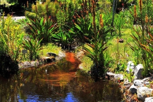 Da Cidade do Cabo: Excursão de observação de baleias em Hermanus e Gansbaai