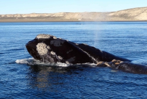 Da Cidade do Cabo: Excursão de observação de baleias em Hermanus e Gansbaai