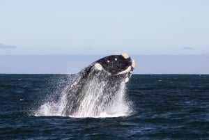 From Cape Town: Whale Watching Tour in Hermanus and Gansbaai