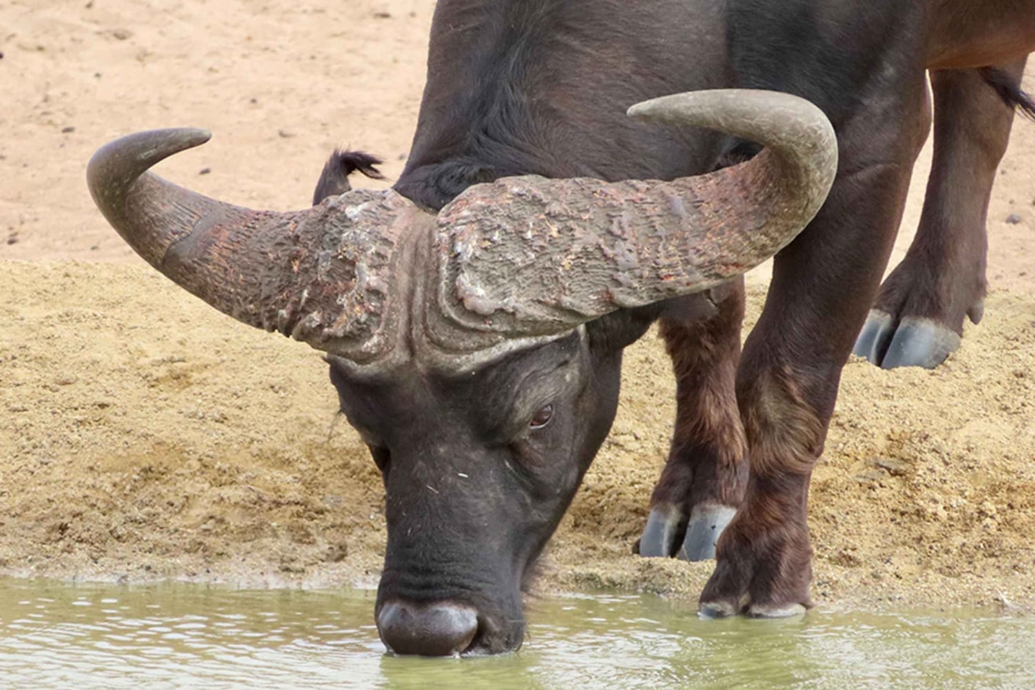 Au départ du Cap : safari animalier, dégustation d'olives, de bière et de vin