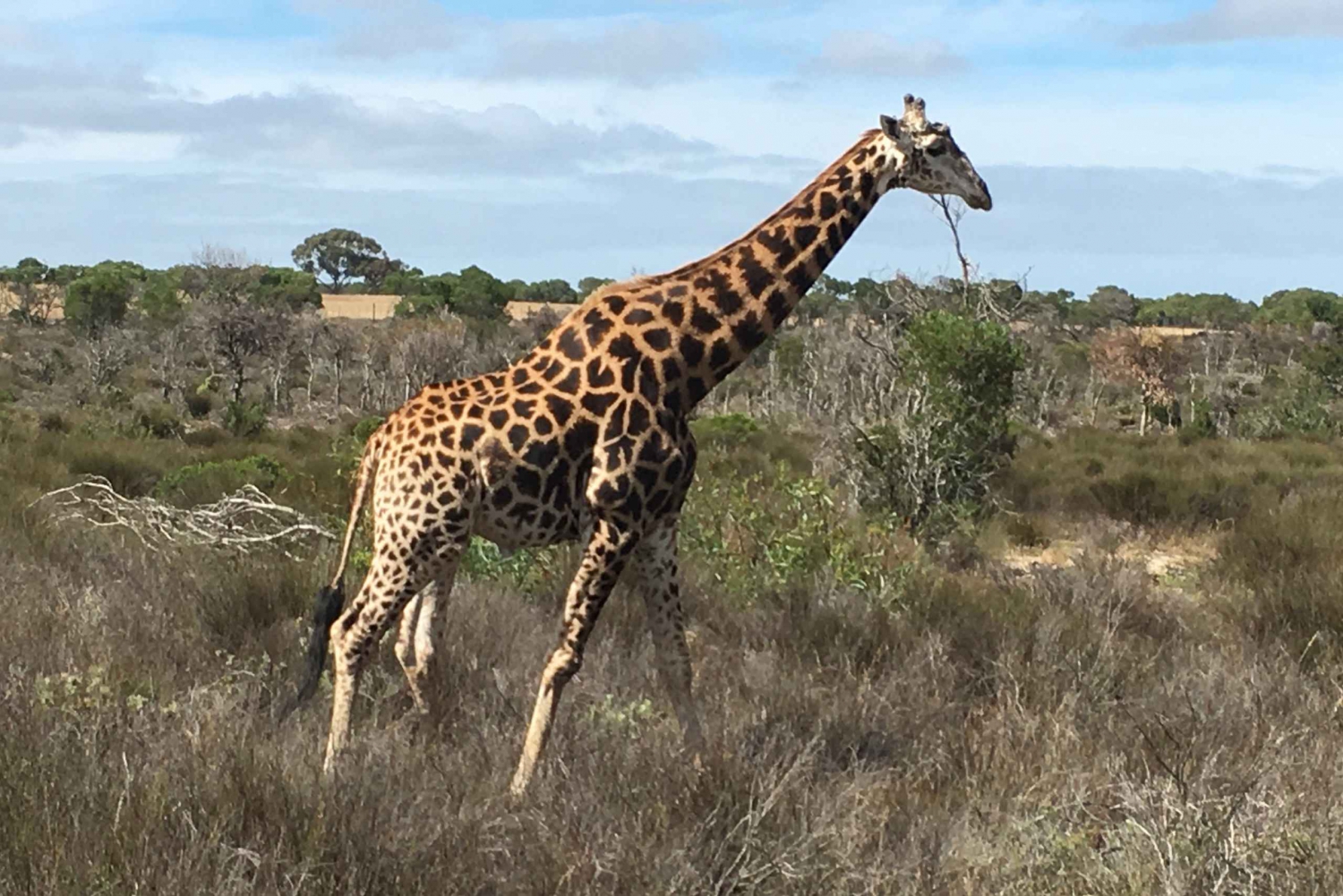 From Cape Town: Wildlife Safari, Olive, Beer & Wine Tasting