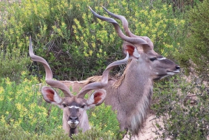 Fra Cape Town: Wildlife Safari, oliven, øl- og vinsmagning