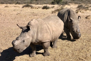 Från Kapstaden: Safari i vilda djur, oliver, öl- och vinprovning
