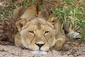 Au départ du Cap : safari animalier, dégustation d'olives, de bière et de vin