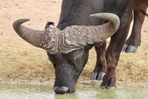 Au départ du Cap : safari animalier, dégustation d'olives, de bière et de vin
