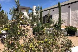 Au départ du Cap : safari animalier, dégustation d'olives, de bière et de vin