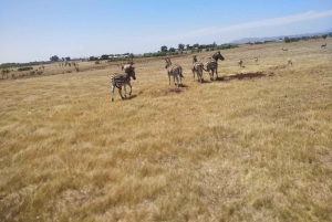Fra Cape Town: Vintog og safari i Stellenbosch