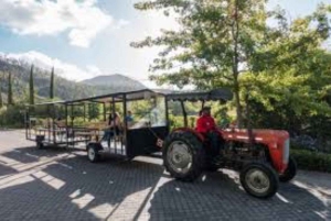 Da Cidade do Cabo: Viagem de um dia às Vinhas com provas de vinho e queijo