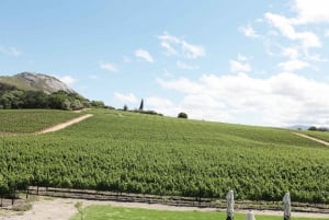 From Cape Town: Winelands Full Day Tour and Wine Tasting