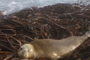 Cape Town: Table Mountain & Cape of Good Hope Full-Day Tour