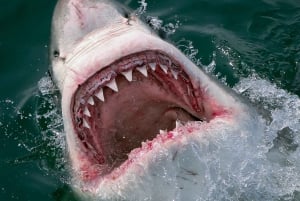 From Hermanus: Cruise with Shark Cage Dive and Lunch