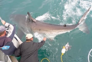 From Hermanus: Cruise with Shark Cage Dive and Lunch