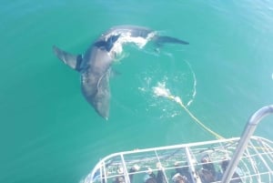 From Hermanus: Cruise with Shark Cage Dive and Lunch