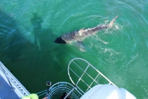 From Hermanus: Cruise with Shark Cage Dive and Lunch
