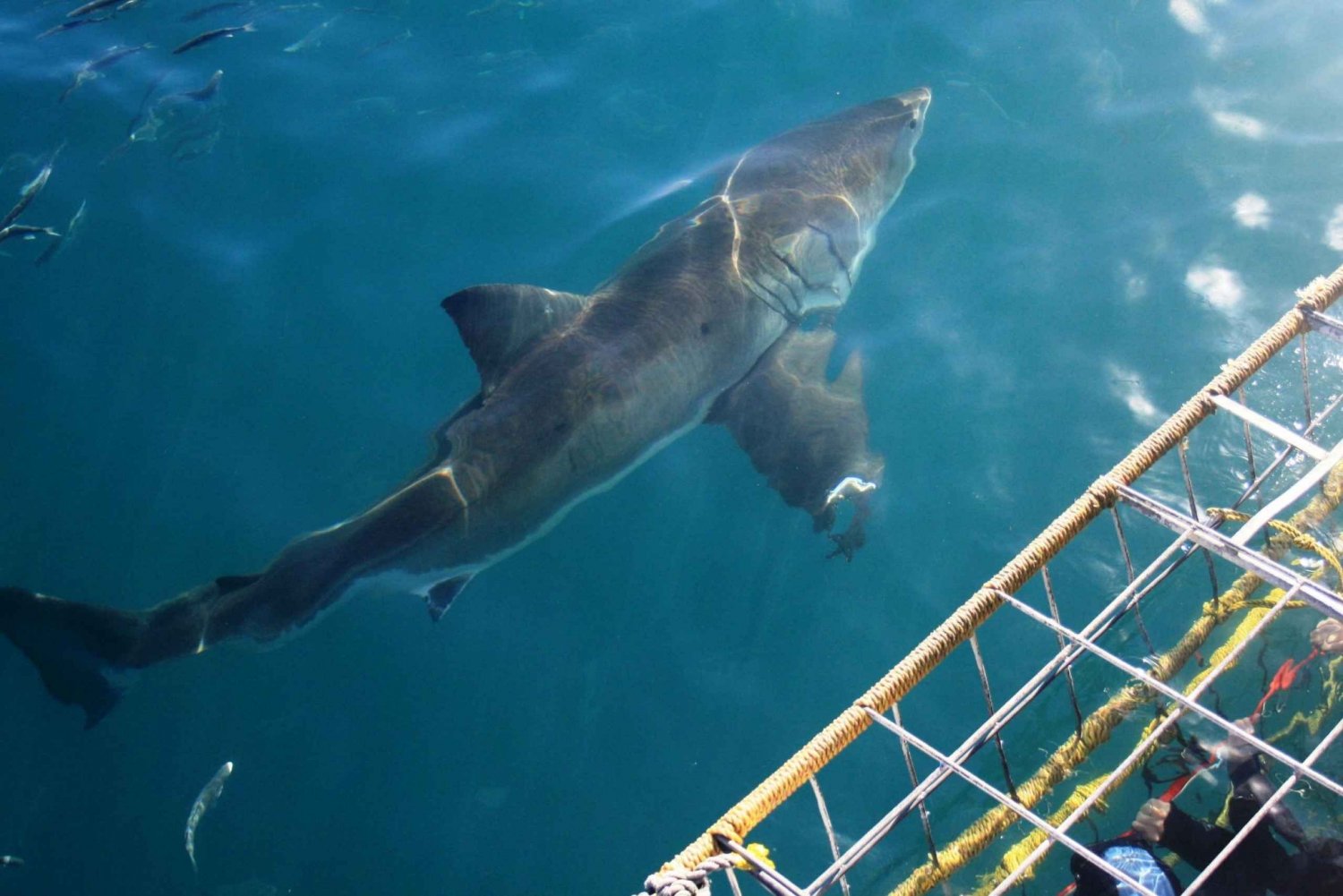 From Hermanus or Shark Cage Diving Experience