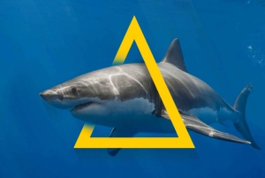 From Hermanus or Cape Town: Shark Cage Diving Experience