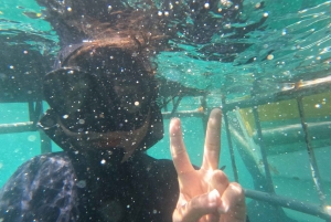 From Hermanus or Cape Town: Shark Cage Diving Experience