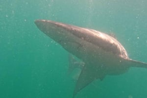 From Hermanus or Cape Town: Shark Cage Diving Experience