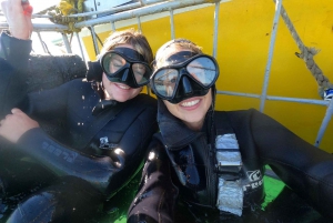 From Hermanus or Cape Town: Shark Cage Diving Experience