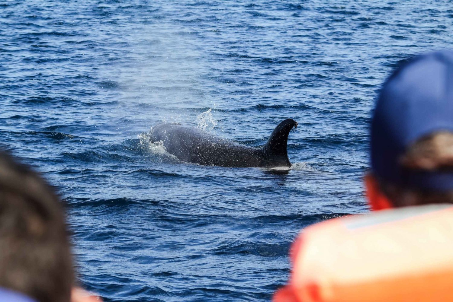 ポンタデルガダ発：クジラとイルカウォッチングツアー in Cape Town