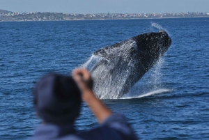 From Stellenbosch: Hermanus Whale Route Tour