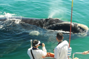 From Stellenbosch: Hermanus Whale Route Tour