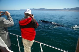From Stellenbosch: Hermanus Whale Route Tour