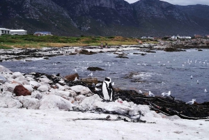 From Stellenbosch: Hermanus Whale Route Tour
