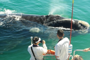 Fra Stellenbosch: Hermanus Whale Route Tour