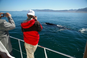 Fra Stellenbosch: Hermanus Whale Route Tour