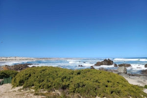 From Stellenbosch: Wildflower West Coast Guided Private Tour