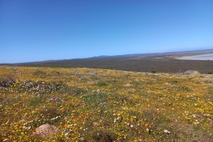 From Stellenbosch: Wildflower West Coast Guided Private Tour