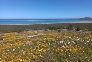 Vanuit Stellenbosch: begeleide privérondleiding door Wildflower West Coast