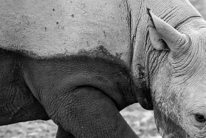 終日アクイラサファリ（ドイツ語）