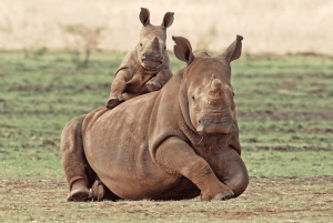 終日アクイラサファリ（ドイツ語）